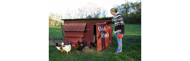 How to Feed Chickens Cracked Corn