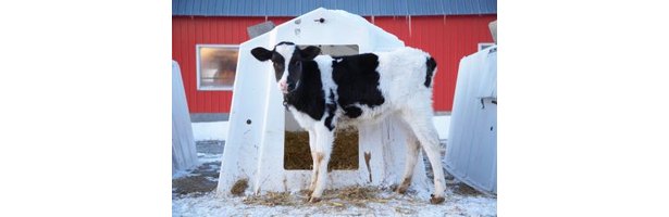 How to Build a Cattle Hay Feeder thumbnail