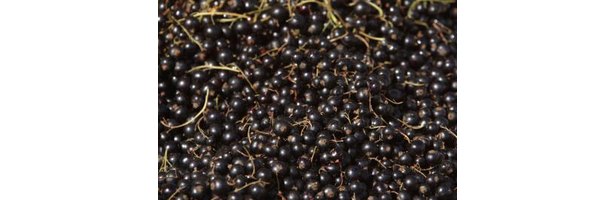 how-to-prune-thornless-blackberry-bushes-ehow