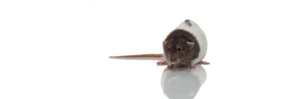 how-to-kill-rat-mites-ehow