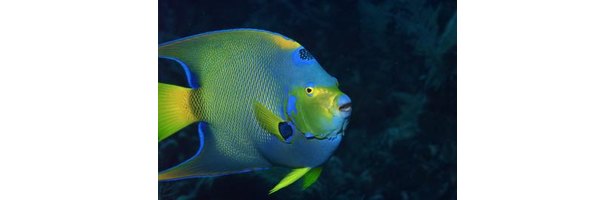 how-long-does-it-take-for-an-angelfish-to-mature-from-egg-to-full-grown