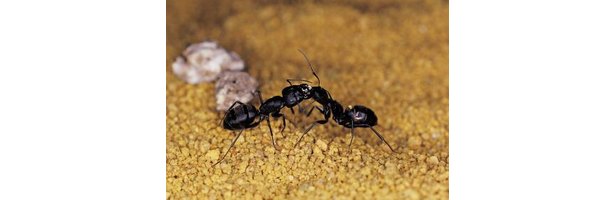 How to Get Rid of Ants the Safe (and Cheap) Way