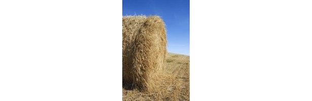 How to Interpret a Hay Test Report thumbnail