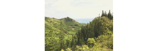 pine-trees-in-hawaii-ehow