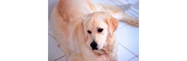 bumps-on-the-hind-legs-belly-of-my-golden-retriever-ehow