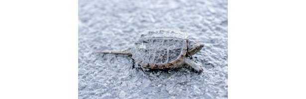 how-to-make-a-snapping-turtle-trap-7-steps-ehow