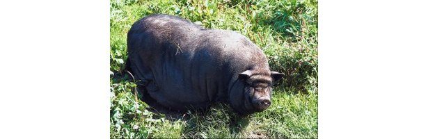 Snaring hogs in florida