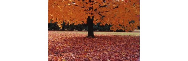 Amending Soils With Leaves | eHow