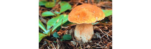 What Will Happen If You Are Exposed To Mushroom Spores EHow