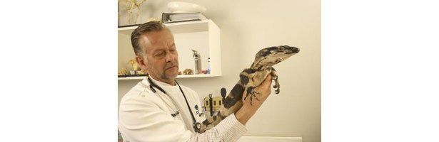 The Average Salary of a Zoo Veterinarian | eHow