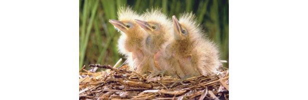 how to take care of baby birds fallen from a nest ehow how to take care of baby birds fallen from a nest ehow