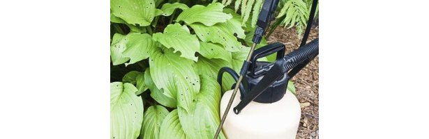 Bugs+Eating+Holes+in+Leaves Holes in your hosta leaves shouldn't prompt you to bring out harsh ...