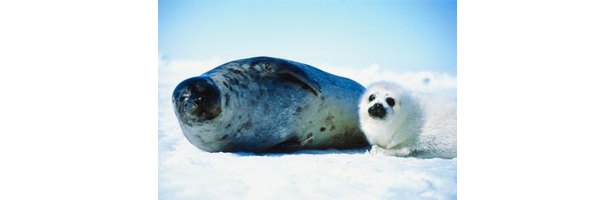 Harp Seal Behavioral Adaptations | eHow