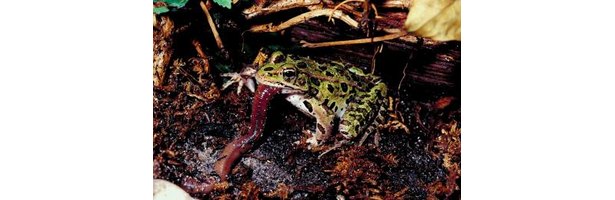 diet-of-a-leopard-frog-ehow