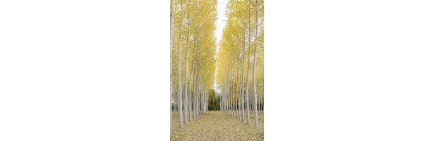 what-are-the-different-types-of-poplar-trees-ehow