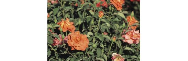 Deep Rich Orange-colored Roses to Grow | eH