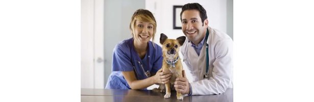 What Qualifications Do You Need To Be A Vet Assistant