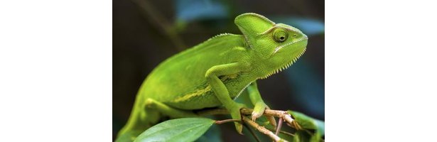 What Fruits & Vegetables Can Chameleons Eat? | eHow