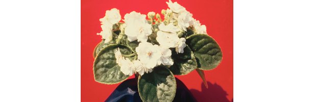 african violet treating botrytis blight