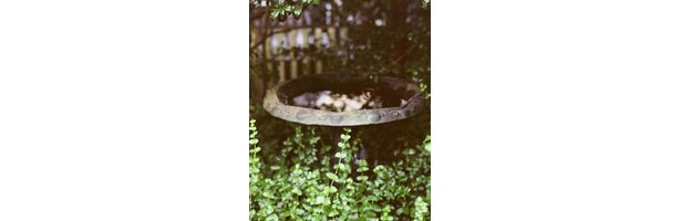 How to Make a Bird Bath Using a Lightweight Cement thumbnail