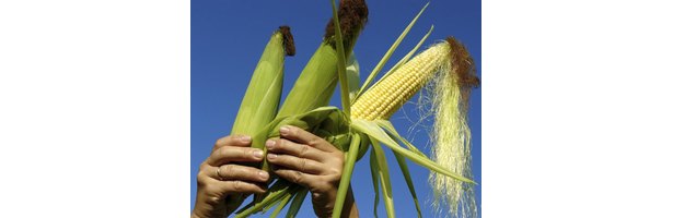 what-did-cherokee-people-eat-with-pictures-ehow