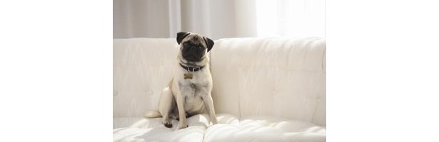 how to raise a pug how to breed pug puppies ehow how to raise a pug how to breed pug puppies ehow