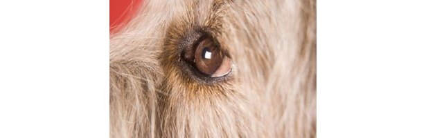 What To Do If a Dog's Eye Is Scratched? eHow