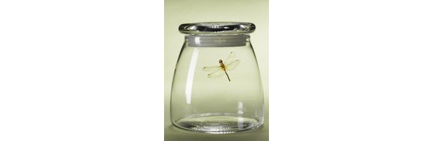 how-to-preserve-a-dead-dragonfly-ehow