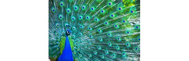 what-does-a-peacock-feather-symbolize-ehow