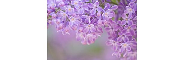 how-to-dry-lilac-flowers-ehow