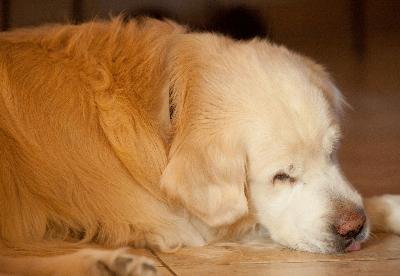 Anemia Dog