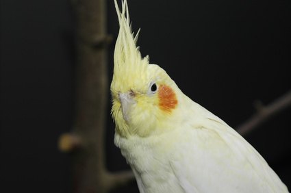 How to Manage Two Cockatiels