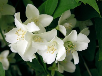 Stephanotis Seeds