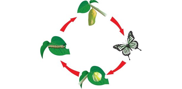 Butterfly Growth Stages