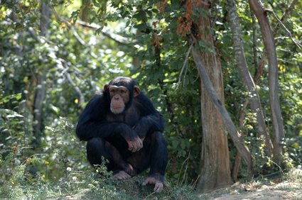 A Chimpanzees Habitat