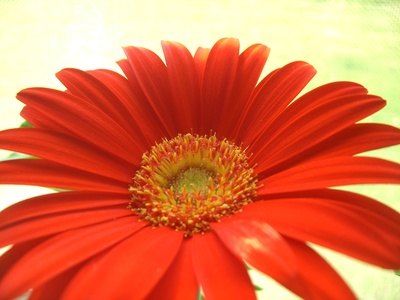Gerbera Daisy Wedding Themes thumbnail Gerber daisies are known for their 