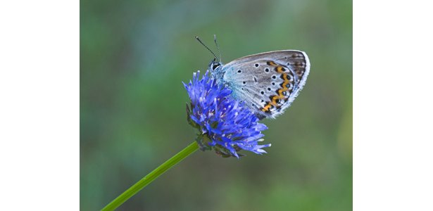 Butterfly Diet