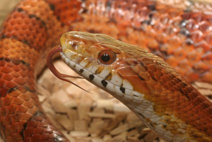 Corn Snakes Cages