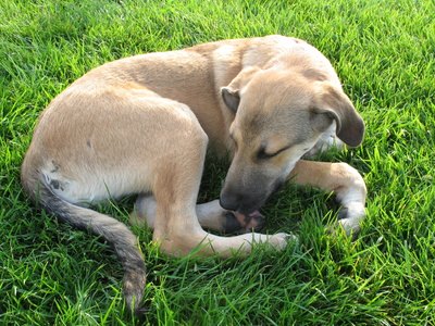 dog toenail injury