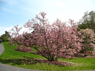 Tulip Tree Vs Japanese Magnolia