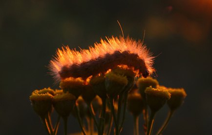 Caterpillar Bite