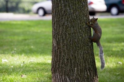 Squirrel Diseases