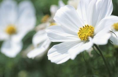 Difference Between Flowering & Nonflowering Plants thumbnail