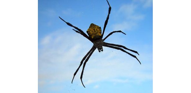 Northeastern+Pennsylvania+Spiders Northeastern Pennsylvania Spiders http://www.ehow.com/facts_6725388 ...
