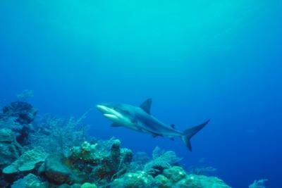 Epipelagic Zone Organisms