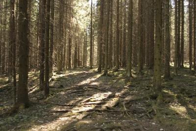 Sawmill Tracks