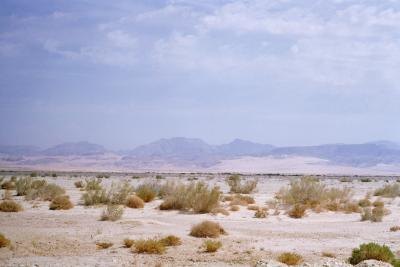 Desert Biome Diorama