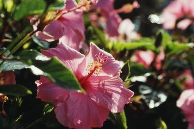 hibiscus yellow leaves