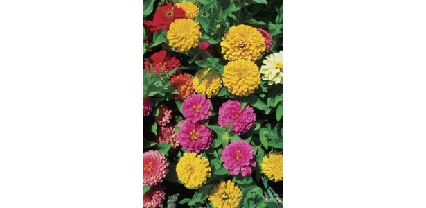 Article  Technology on Zinnias Come In A Wider Variety Of Colors Than Marigolds Do