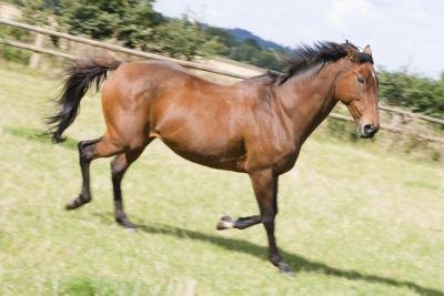 Alopecia Horse